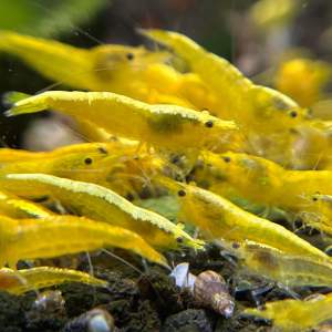 5 +3(DOA)yellow golden back neocaridina shrimp 1.5cm
