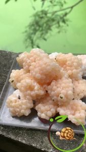 (10 Ổ)Trứng Ốc Nhồi Miền Bắc - Tặng 2 Ổ ThảoVi.Farm