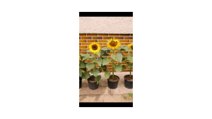 ( 5 Butir ) Benih Biji Bunga Matahari Kanigara | Sunflower