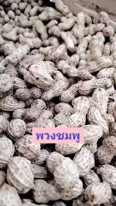 เมล็ดพันธุ์ ถั่วลิสง ถั่วดิน # ลายเสือ # ไทยนาน9 # พวงชมพู **รับประกัน ทางร้านคัดเม็ดให้อย่างดีก่อนส่งค่ะ**เอาไปคั่วกินก็ได้ค่ะ บรรจุ 500 กรัม