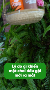 Dầu xả cao cấp Eco Ginkgo Extra Thanh Mộc Hương giúp phục hồi tóc hư tổn dưỡng tóc mềm mượt 500ml