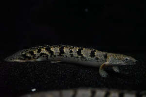 Delhezi Bichir/Ornamental fish/Freshwater/Readystock