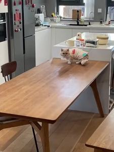 CARPOLY | DIY Friendly Transparent Glossy Wood Paint Anti-corrosion