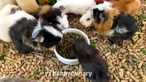 I-Bunny 1KG Repack (Rabbit & Guinea Pig Hamster) Food Makanan Arnab/Dry Food兔&天竺鼠粮