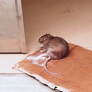 Rat Sticky Trap Glue: Super Strong Sticky Mouse Board