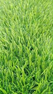 (แบ่งตัดขนาด 2-10 ตรม.)หญ้าเทียม 3 cm.PM.พรีเมี่ยม หญ้าเทียมทอหนาแน่นพิเศษ ใช้ได้ดีทั้งกลางแจ้ง และที่ร่ม ขนหญ้าสวยดูแลง่ายกว่าหญ้าจริง สินค้าพร้อมส่ง