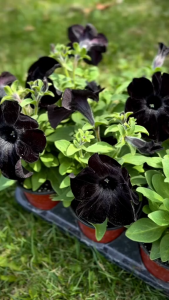 Biji PETUNIA BLACK (isi-7) - Biji Bibit Bunga