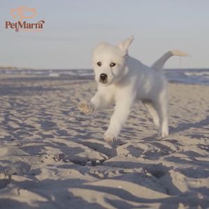 PetMarra Natural Meat Loaf Puppy Wet Food Can Beef and Vegetables Flavor 375g meatloaf puppies pet foods all breeds