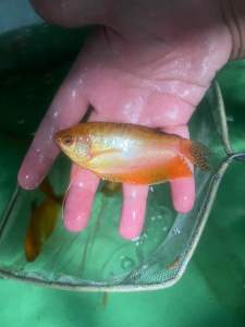 IKAN SEPAT GOLD (SIAM) SAIZ L READY STOCK