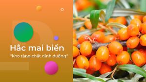 Viên Sea Buckthorn Tiens (Hắc mai biển) cải thiện chức năng Gan giảm tác hại đối với Gan giúp Gan hoạt động hiệu quả .[Chính hãng]