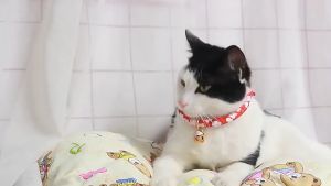 Vòng cổ lục lạc mèo thần tài phong cách Nhật Bản nhiều mẫu sang chảnh - Có dẩy điều chính kích cỡ dễ dàng