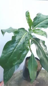 ประการส่งอีเมลล์ 5.5 นิ้ว ต้นใบยอ ต้นยอ พร้อม ถุงเพาะ สุดท้ายมีผลการตรวจสอบต้น