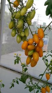 Phân hữu cơ cho trái Namix bịch 1kg. Lành tính không gây xót rễ tăng tỷ lệ đậu trái