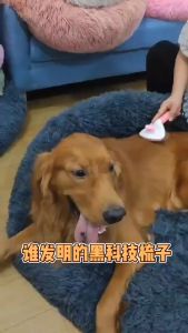 [10อัน] พร้อมส่ง หวีแปรงขนสัตว์เลี้ยง  มีปุ่มกดเพื่อดันขนออก  ทำความสะอาดง่าย pb99