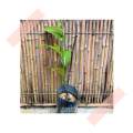 (GG real plant) anak pokok cempedak perak champion ^ bagus cepat berbuah hybrid top quality pokok durian kebun buah sedap fruit. 