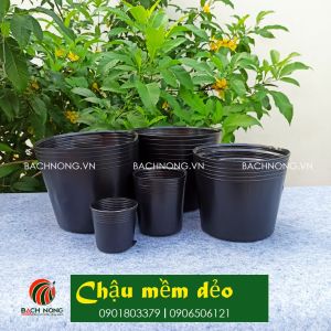 Combo 50 Chậu nhựa C10 (25x21cm) dùng trồng hoa vạn thọ trồng hoa kiểng