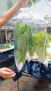 ถุงใส่ผัก ขนาด 9*30 นิ้ว ขนาด 1 กก.(มีขนาด 70-75ใบ/กก.)