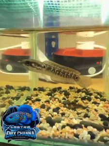 Channa Asiatica White Sport 2.5 Inch