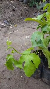 Bibit Buah Markisa Manis: Panduan Lengkap