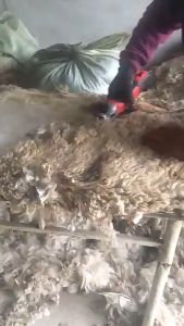 Mesin Pencukur Wol Domba Gunting Wol Listrik dan Pencukuran Wol Gunting Listrik Sheepclipper