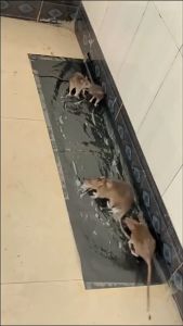 Keo Dính Chuột Siêu Dính 1m2 Thảm Dính Hiệu Quả Cao Chặn Mọi Lối Đi Bắt Hết Chuột Thông Minh Khang Đức