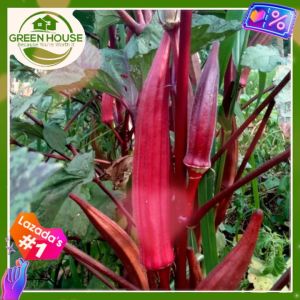 Green House® - Red Okra Carmine Splendor Seeds for Planting Vegetable Plants (10 Seed) incl. Planting Instruction