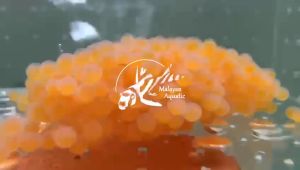 Malayan Aquatic Professional Pleco Fish Feed Pseudacanthicus Breeders Choice - 600gm
