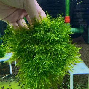 Rêu mini taiwan trang trí hồ kính hồ thủy sinh chỗ trú và thức ăn cho tép cảnh