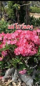 ชวนชมอรา ก๊อตจิผสมโบว์แดง กระถาง6นิ้วถอนส่ง