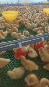 Máng uống tự động cho gà vịt ngan chim lắp ống 27