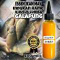 ESSEN GACOR IKAN MAS OPLOSAN - Indukan Rame, Andalan Lomba Galapung. 