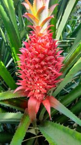 Nanas Merah  Muda Pelancar Haid berat harga diskon perbuah 500  gram