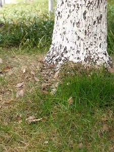 【Buy 1 Get 3】4PCS Solar Power Snake Mouse Pest Repeller Mole Rat Repellent Killer Halau Tikus Ular