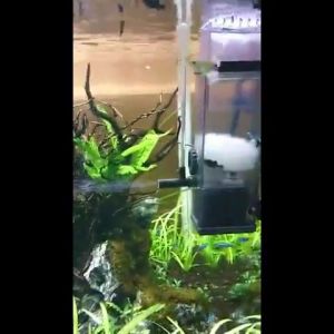 Filter Aquascape Skimer JY 03