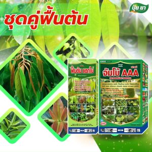 ฟื้นต้นลำไย เร่งแตกใบ แตกกิ่ง ต้นสมบูรณ์ ใบเขียว ป้องกันโทรม ฮอร์โมนพืช ปุ๋ยเกล็ด ปุ๋ยยา 1 ลิตร + 3 กก.