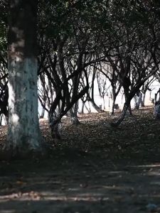 【COD】Foldable Table Outdoor Camping Folding Table Barbecue Multifunction Outdoor Folding Tables Folding Table Camping Portable Multifunctional Ultra Light Mini Picnic Table