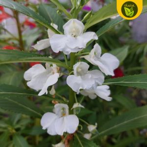 100 seeds for planting binhi pantanim snow white balsam kamantigi flower