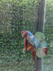 Candy Fancy Male Regular saiz Betta Fish