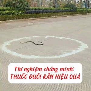 Thuốc đuổi rắn dạng viên an toàn với người thích hợp cho nền xi măng sân vườn xua đuổi rắn rếch