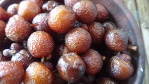 BUAH LERAK PENCUCI BATIK DAN ECOPRINT BAHAN SABUN ALAMI