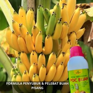 Pupuk Penyubur Pembesar Buah Pisang / Pupuk Booster Untuk Tanaman Pisang Obat Penyubur Buah Pisang