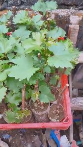 CARDINAL  GRAPES PLANT NA MADALING ALAGAAN AT MALAKI ANG BUNGA