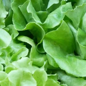 Pupuk Meroke MAP Mono-Amonium Phosphat 100 Gram Repack