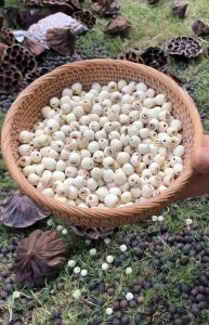 Hạt Sen Khô Đồng Tháp sấy khô đặc biệt