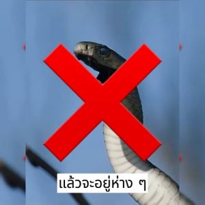 ไม่มีงูในระยะ10000 ผงกำมะถันไล่งู 2520g ผงกำมะถัน ยาไล่งู ผงไล่งูเข้มข้น 90 วันยาวนาน ปลอดภัย ไร้สารพิษ ผงไล่งู ขับรถออกไปงูเห่า งูห้าขั้นตอน ไล่แมลงและสัตว์เลื้อยคลาน กำมะถันเหลือง ผงกำมะถันบรรจุถูง กำมะถันไล่งู ผงกำมะถัน ย