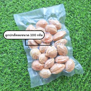 ลูกหูกวางสดตากแห้งธรรมชาติ พร้อมอบฆ่าเชื้อ อาหารนกและกระรอกสัตว์ฟันแทะ มีประโยชน์