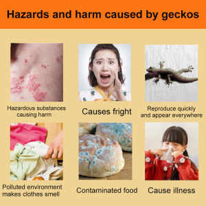 🦎Silent Gecko Defense No Chemicals!✨lizard repellent buy 1free 5 Lizards feel the smell of fear gecko repellent no gecko pest control cicak repellent gecko lizard Plant extraction is safe and non-toxic 壁虎驱除剂