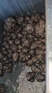 เหง้าบัวแดง 1 กิโล 50.- (**แบบทดลองปลูก**)