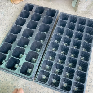 Khay vỉ ươm - Set 5 khay chữ nhật 21/32 ô vuông - dùng chứa chậu ươm trồng sen đá xương rồng cây cảnh lan con