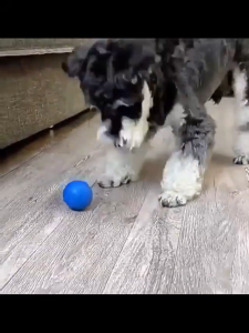 ICON Automatic Bouncing Ball for Dogs - Self-Returning Pet Toy Durable Chew-Proof Interactive Puppy Play